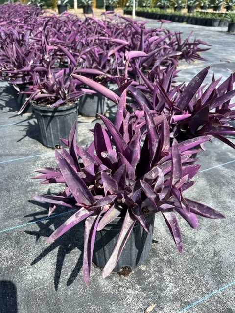 tradescantia-pallida-purpurea-purple-queen-purple-jew-setcreasea-purpurea-purple-heart