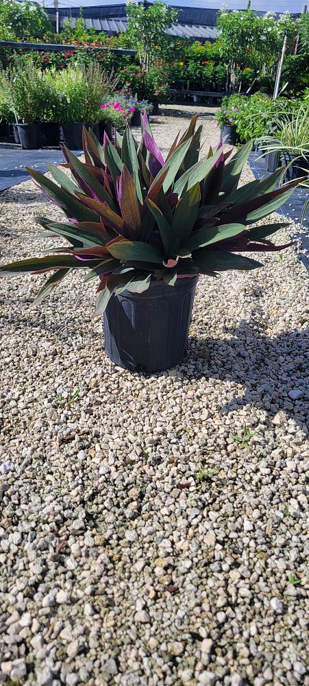 tradescantia-spathacea-oyster-plant-rhoeo-plant-moses-in-a-cradle