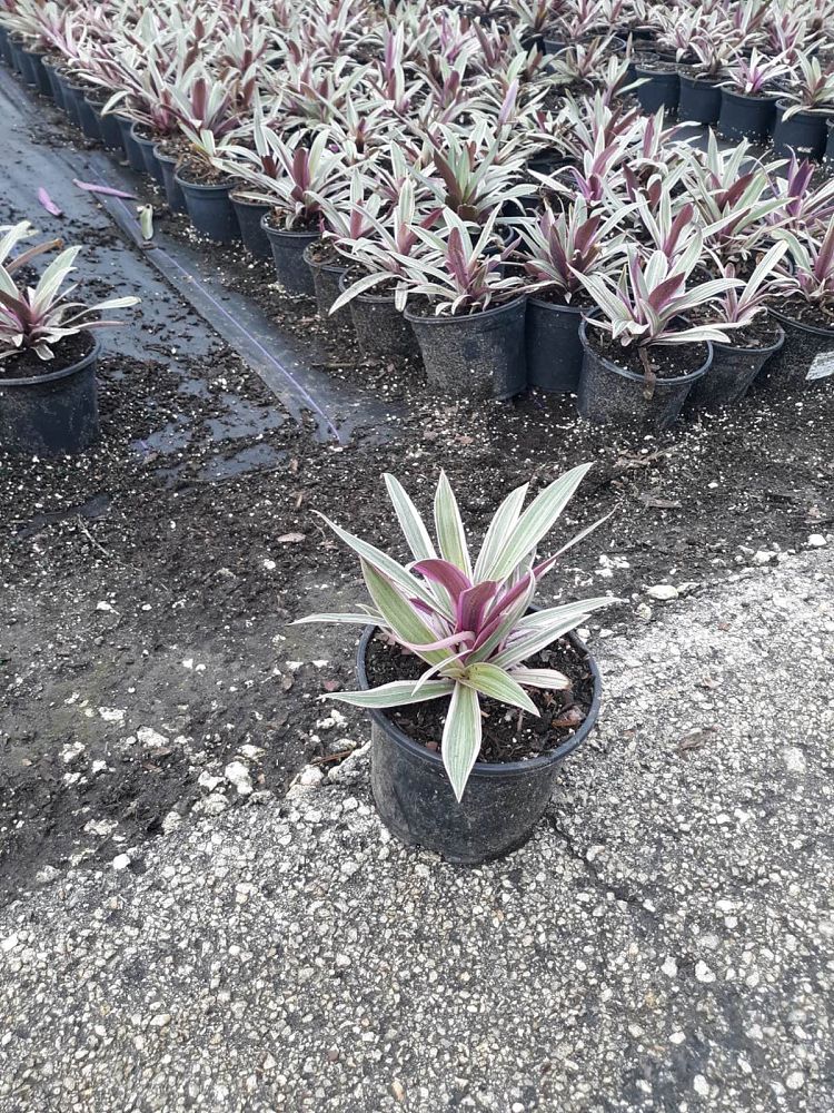 tradescantia-spathacea-tricolor-oyster-plant-variegated-dwarf-rhoeo-plant-moses-in-a-cradle