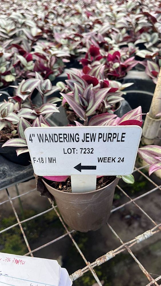 tradescantia-zebrina-purpusii-inch-plant-wandering-jew