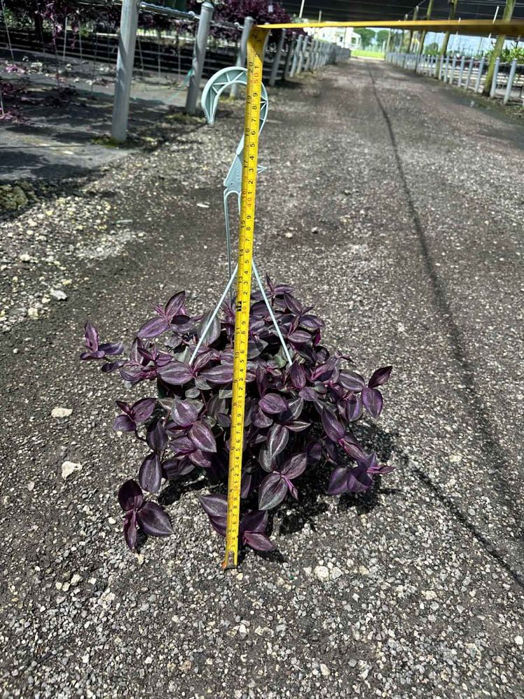 tradescantia-zebrina-purpusii-inch-plant-wandering-jew