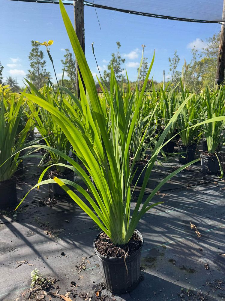 trimezia-martinicensis-iris-yellow-walking