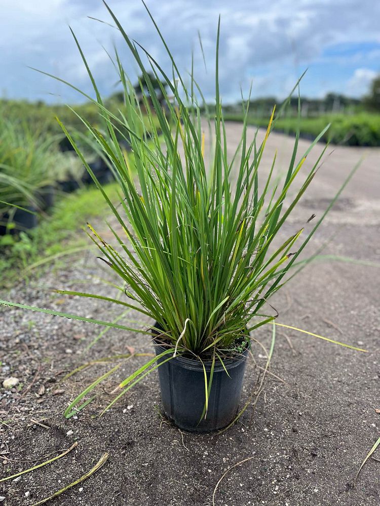 tripsacum-dactyloides-fakahatchee-grass-eastern-gamagrass