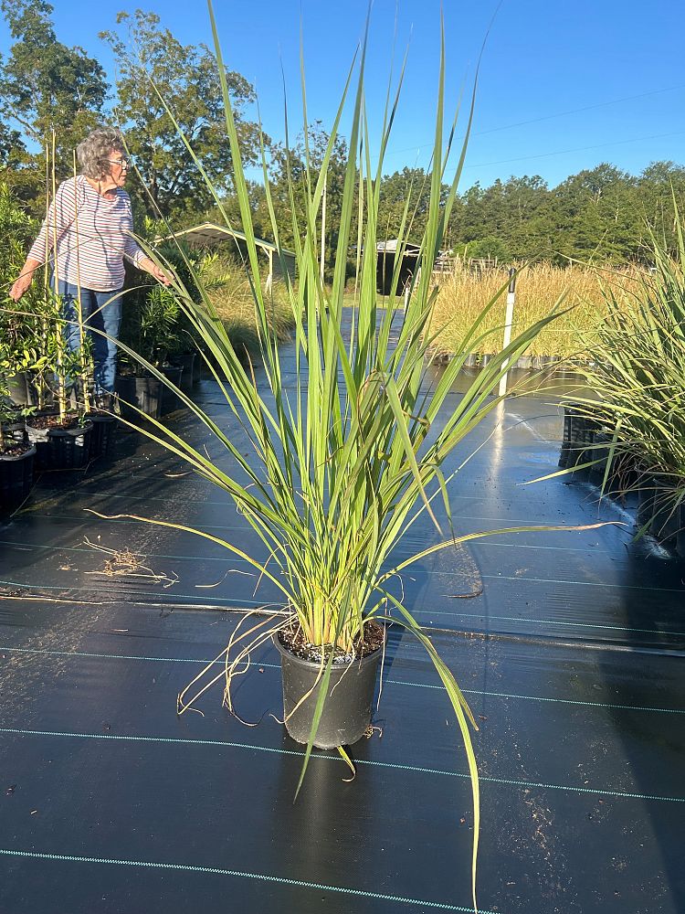 tripsacum-dactyloides-fakahatchee-grass-eastern-gamagrass