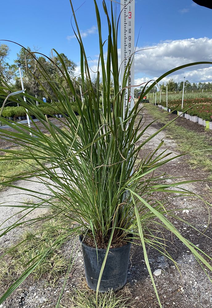 tripsacum-dactyloides-fakahatchee-grass-eastern-gamagrass