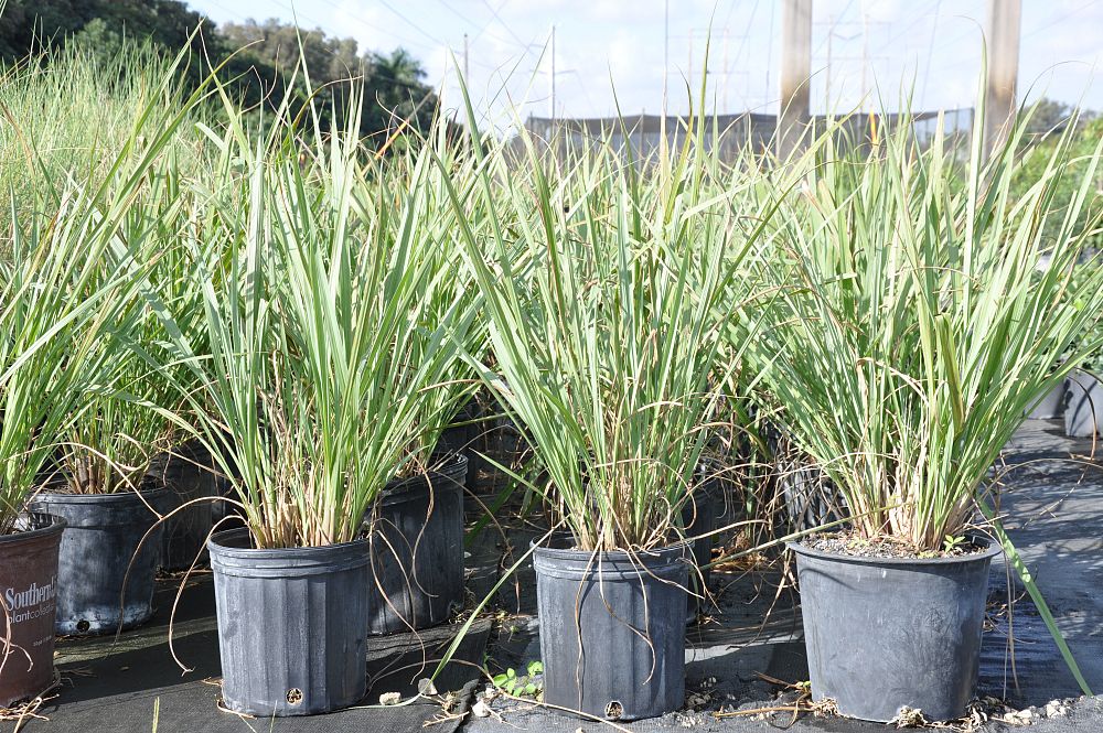 tripsacum-dactyloides-fakahatchee-grass-eastern-gamagrass