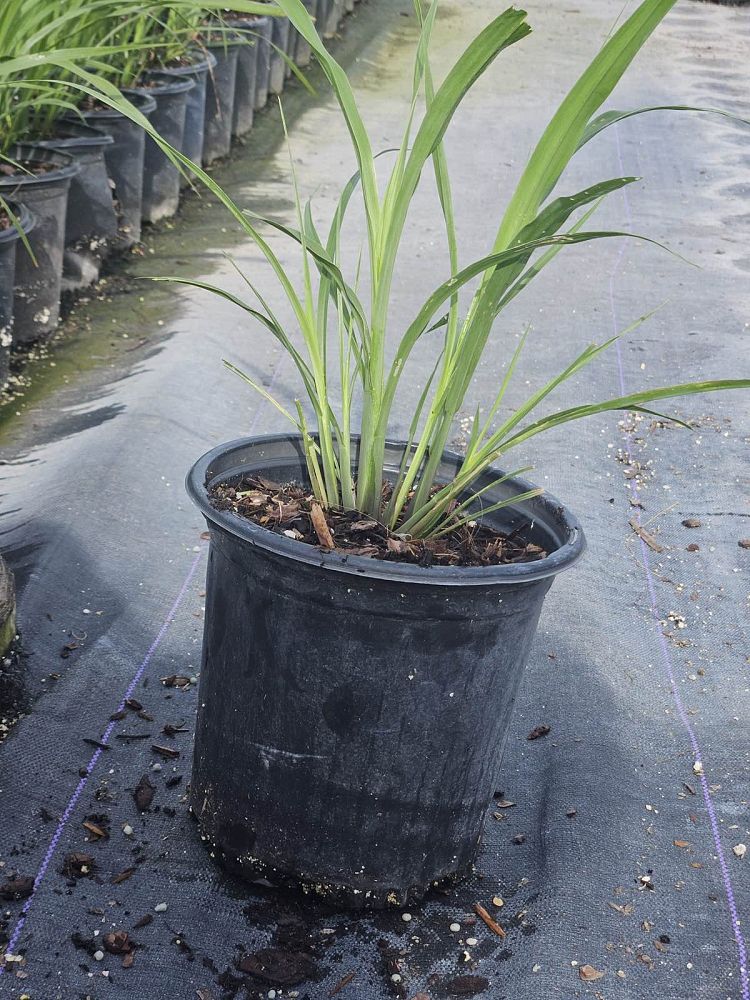 tripsacum-dactyloides-fakahatchee-grass-eastern-gamagrass