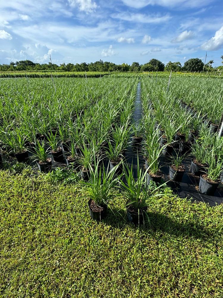 tripsacum-dactyloides-fakahatchee-grass-eastern-gamagrass