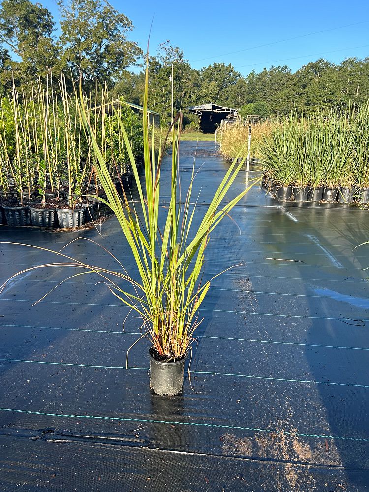 tripsacum-dactyloides-fakahatchee-grass-eastern-gamagrass