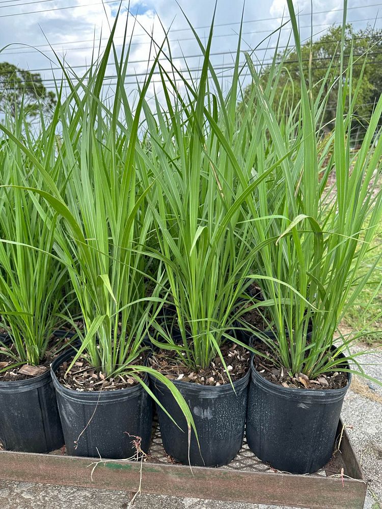 tripsacum-dactyloides-fakahatchee-grass-eastern-gamagrass