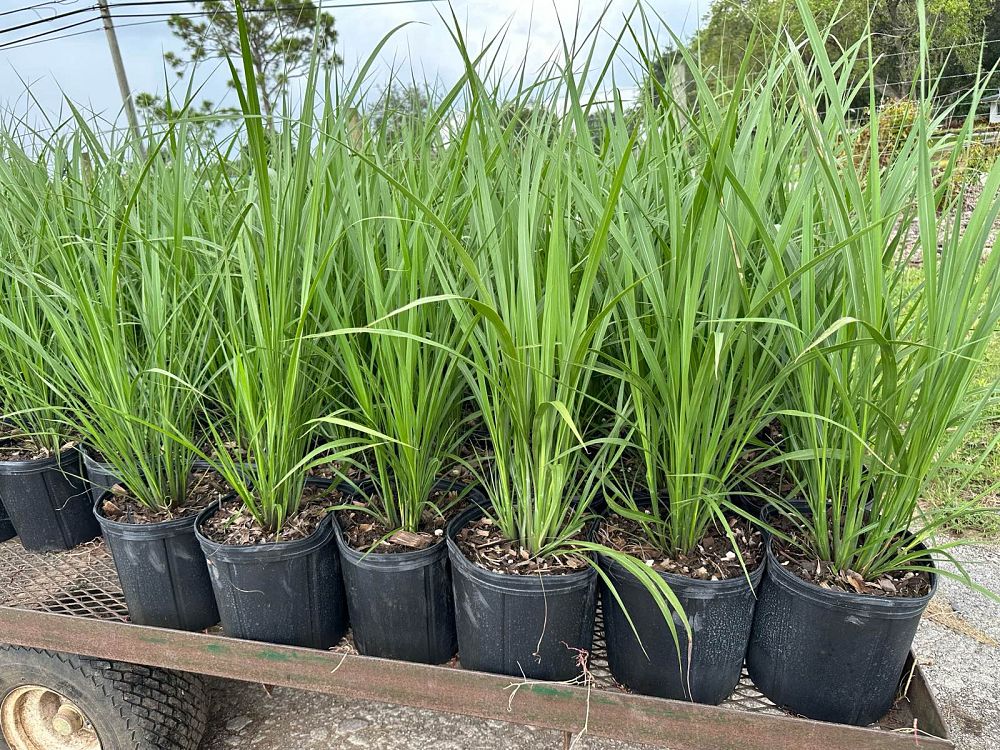 tripsacum-dactyloides-fakahatchee-grass-eastern-gamagrass