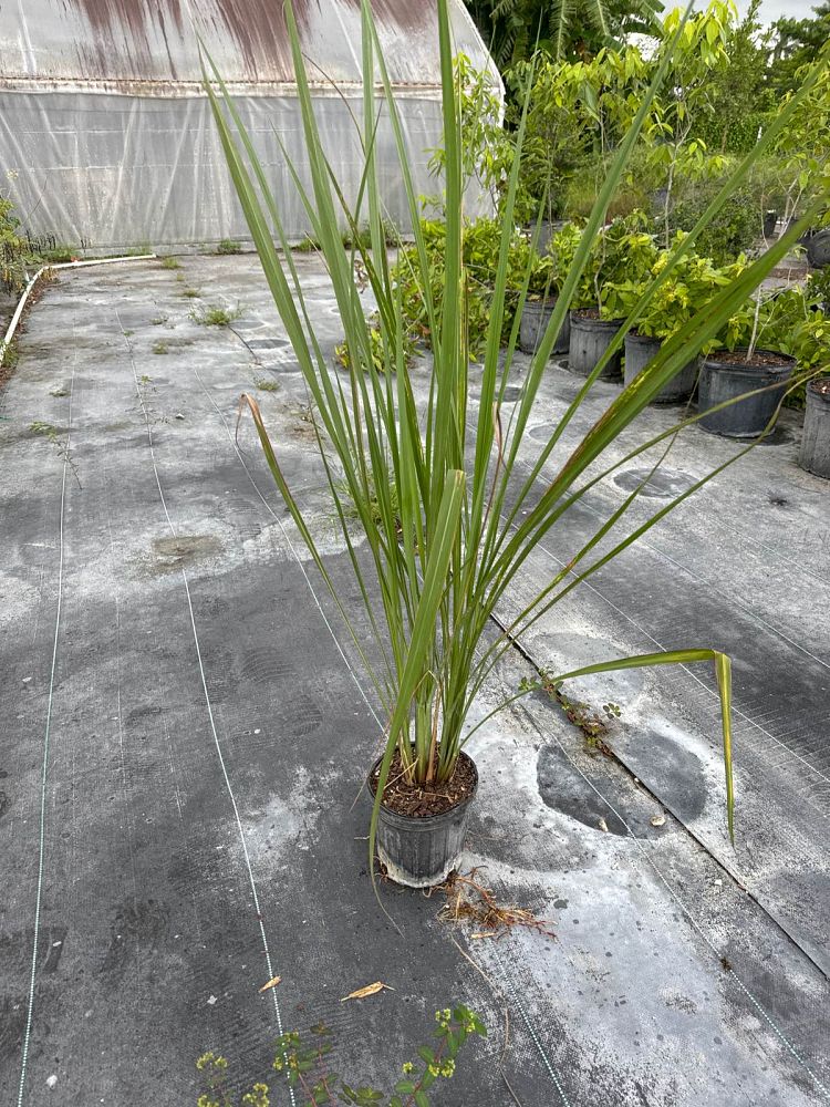 tripsacum-dactyloides-fakahatchee-grass-eastern-gamagrass