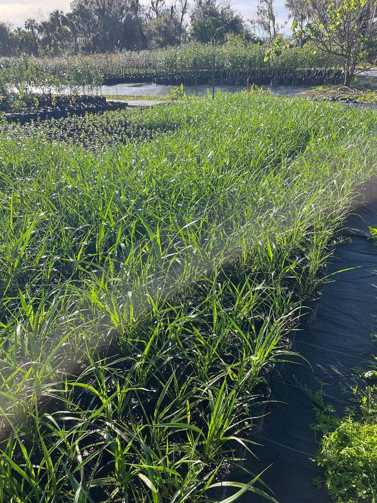 tripsacum-dactyloides-fakahatchee-grass-eastern-gamagrass