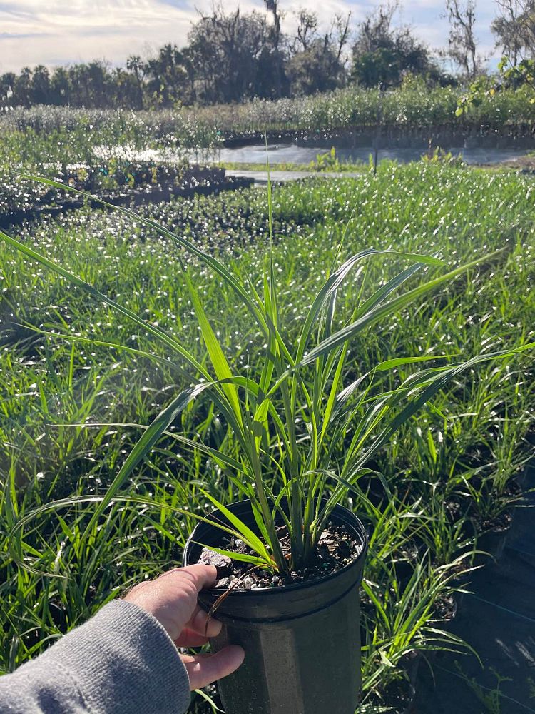 tripsacum-dactyloides-fakahatchee-grass-eastern-gamagrass