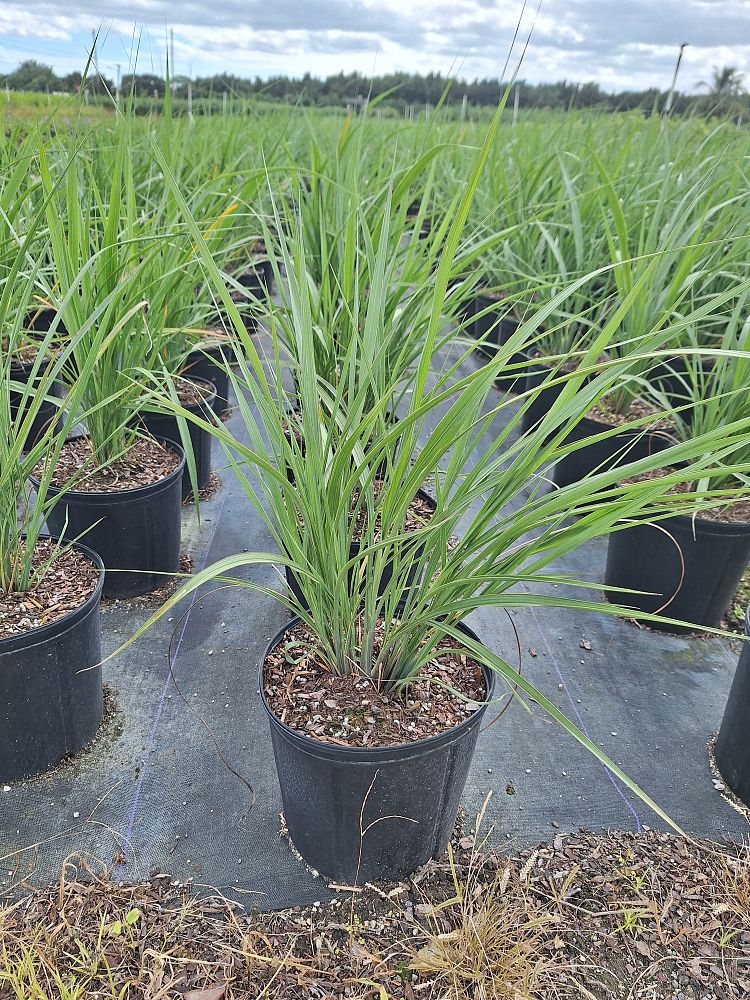 tripsacum-dactyloides-fakahatchee-grass-eastern-gamagrass