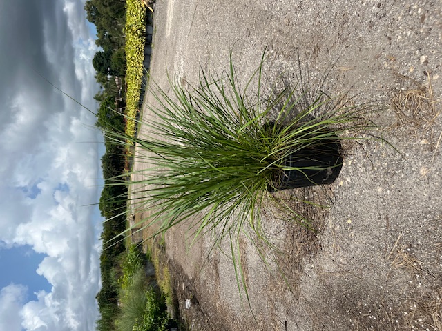 tripsacum-floridana-florida-gama-grass-dwarf-fakahatchee