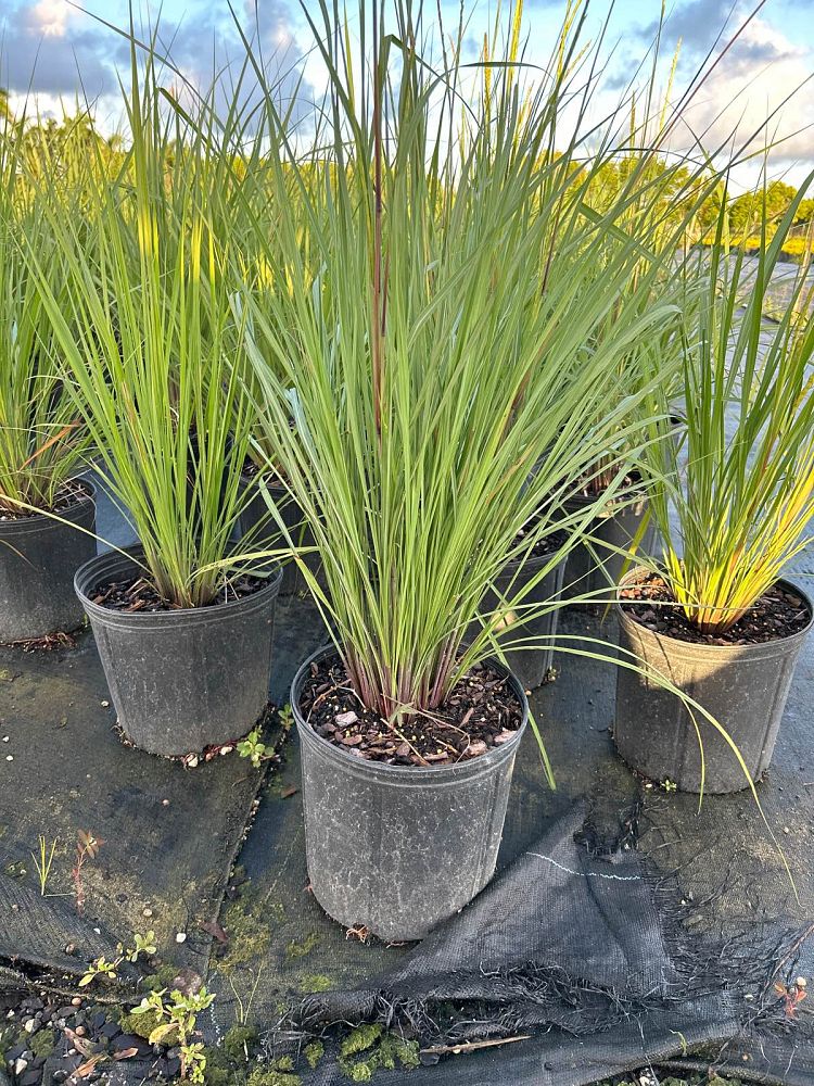 tripsacum-floridana-florida-gama-grass-dwarf-fakahatchee