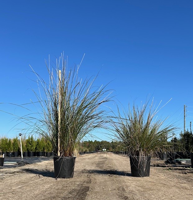 tripsacum-floridana-florida-gama-grass-dwarf-fakahatchee