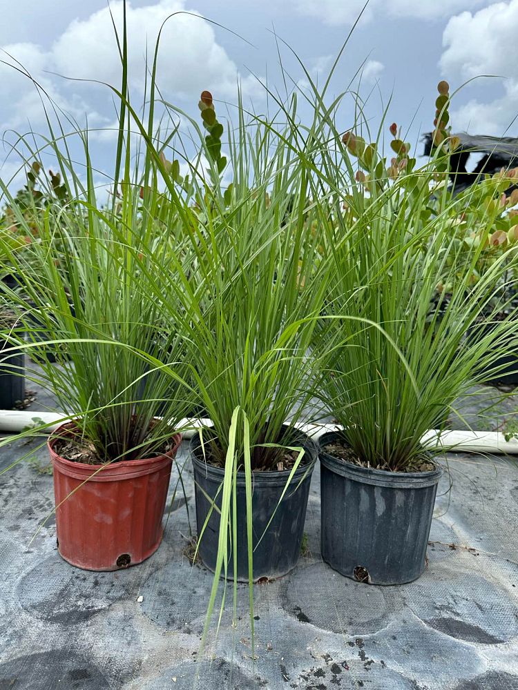 tripsacum-floridana-florida-gama-grass-dwarf-fakahatchee