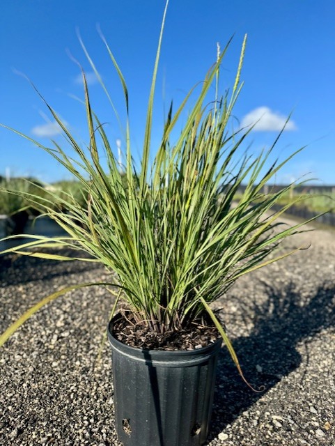 tripsacum-floridana-florida-gama-grass-dwarf-fakahatchee