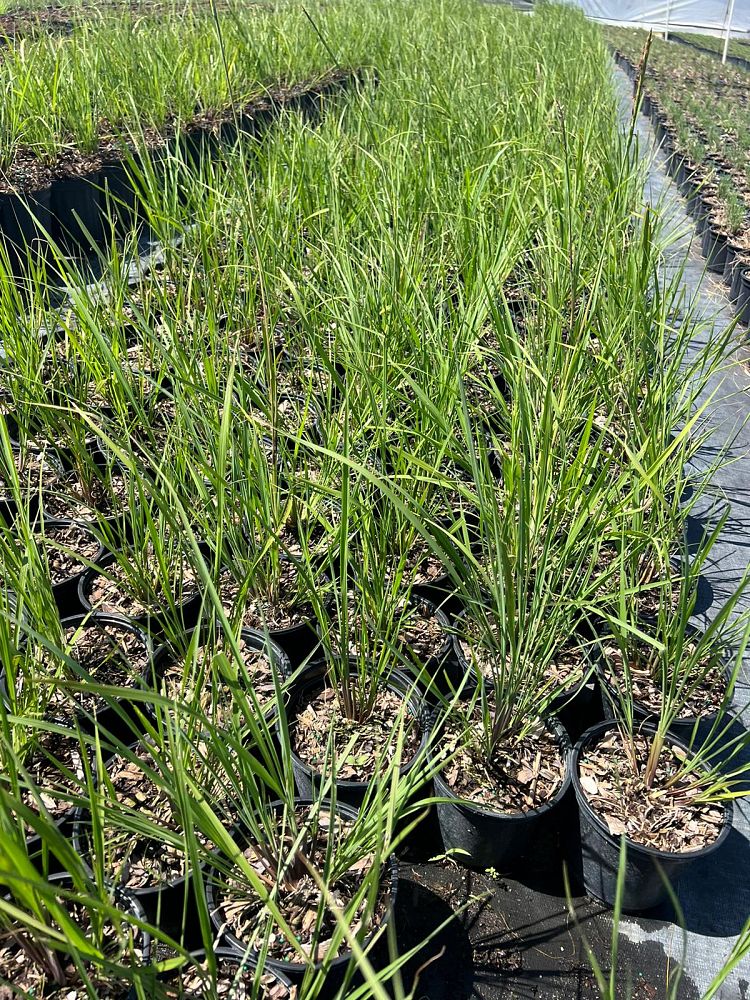 tripsacum-floridana-florida-gama-grass-dwarf-fakahatchee