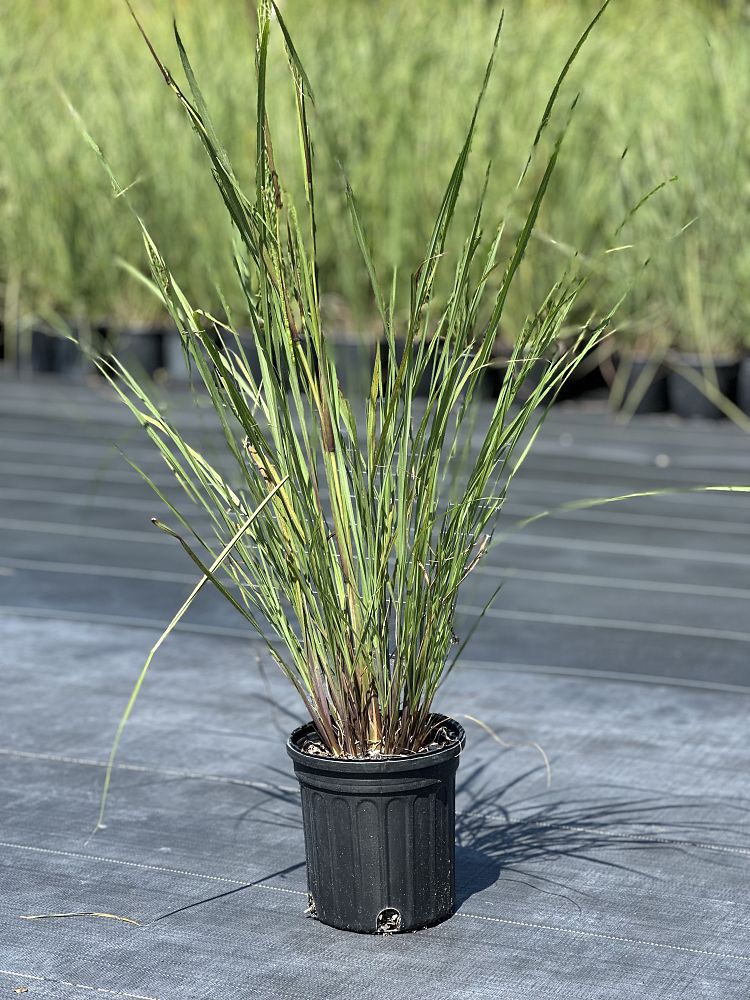 tripsacum-floridana-florida-gama-grass-dwarf-fakahatchee