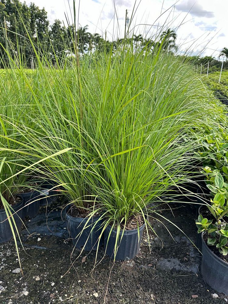 tripsacum-floridana-florida-gama-grass-dwarf-fakahatchee