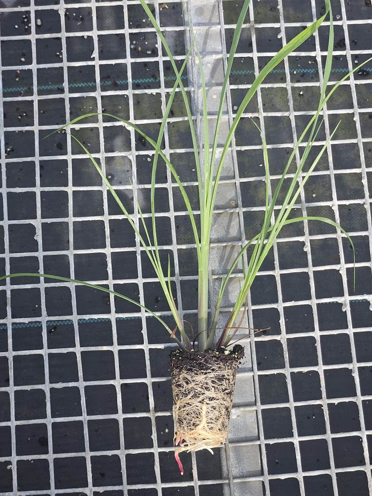 tripsacum-floridana-florida-gama-grass-dwarf-fakahatchee