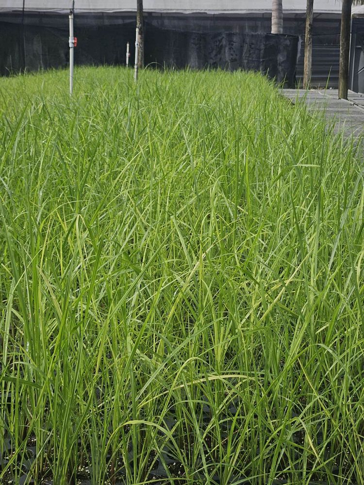 tripsacum-floridana-florida-gama-grass-dwarf-fakahatchee