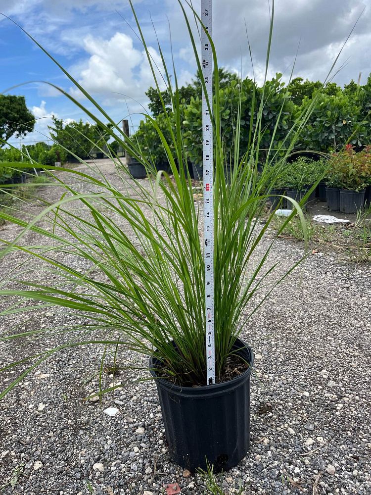 tripsacum-floridana-florida-gama-grass-dwarf-fakahatchee