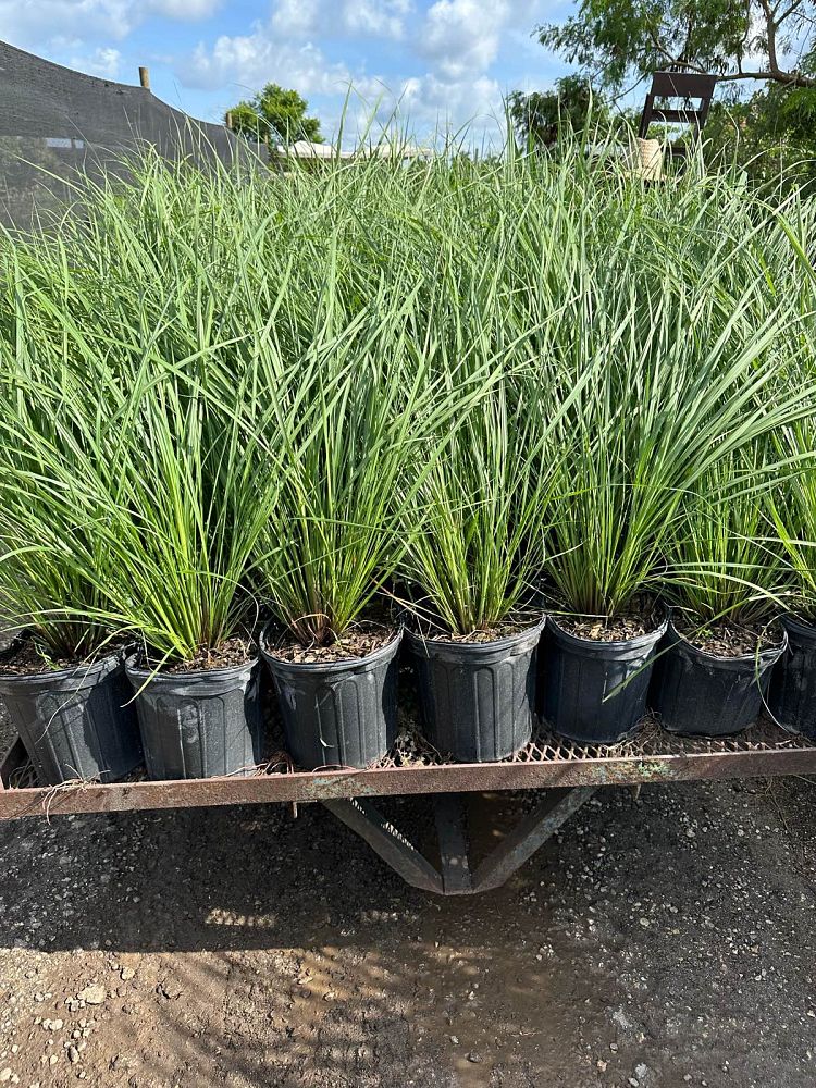 tripsacum-floridana-florida-gama-grass-dwarf-fakahatchee