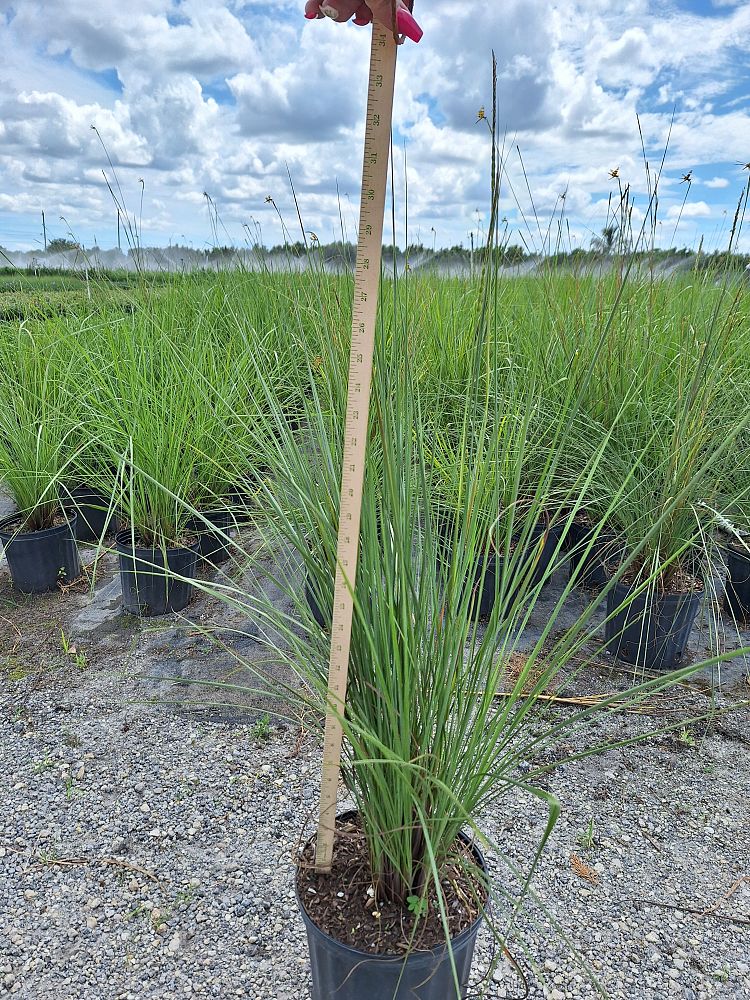 tripsacum-floridana-florida-gama-grass-dwarf-fakahatchee