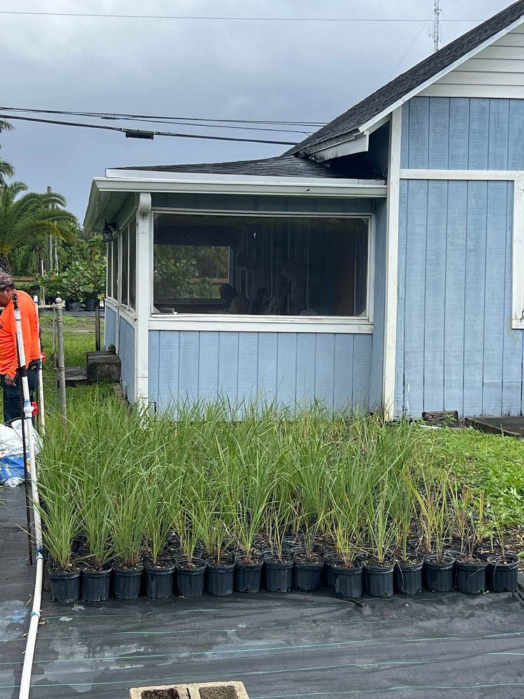 tripsacum-floridana-florida-gama-grass-dwarf-fakahatchee