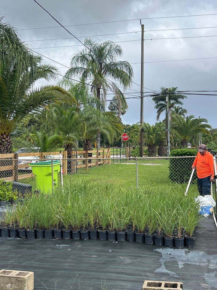 tripsacum-floridana-florida-gama-grass-dwarf-fakahatchee