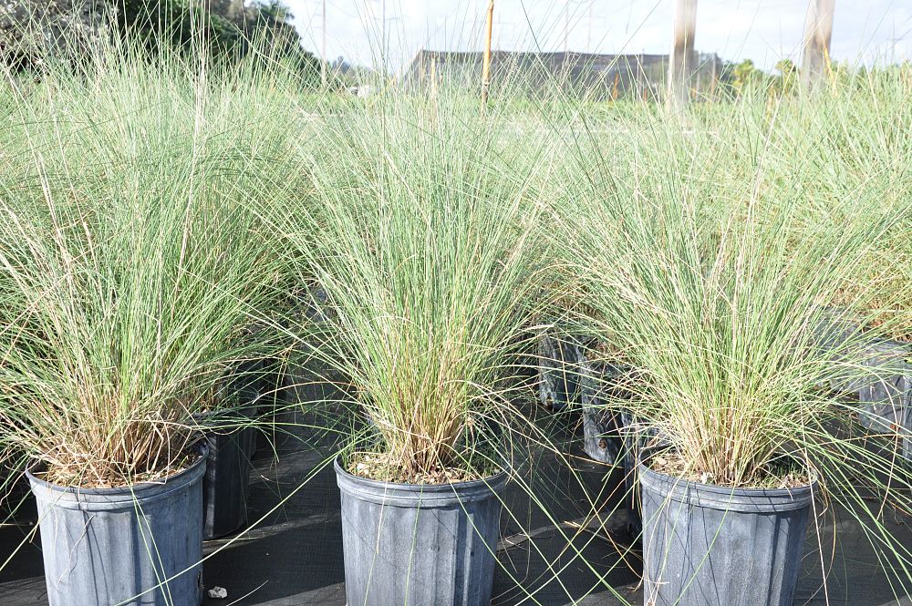 tripsacum-floridana-florida-gama-grass-dwarf-fakahatchee