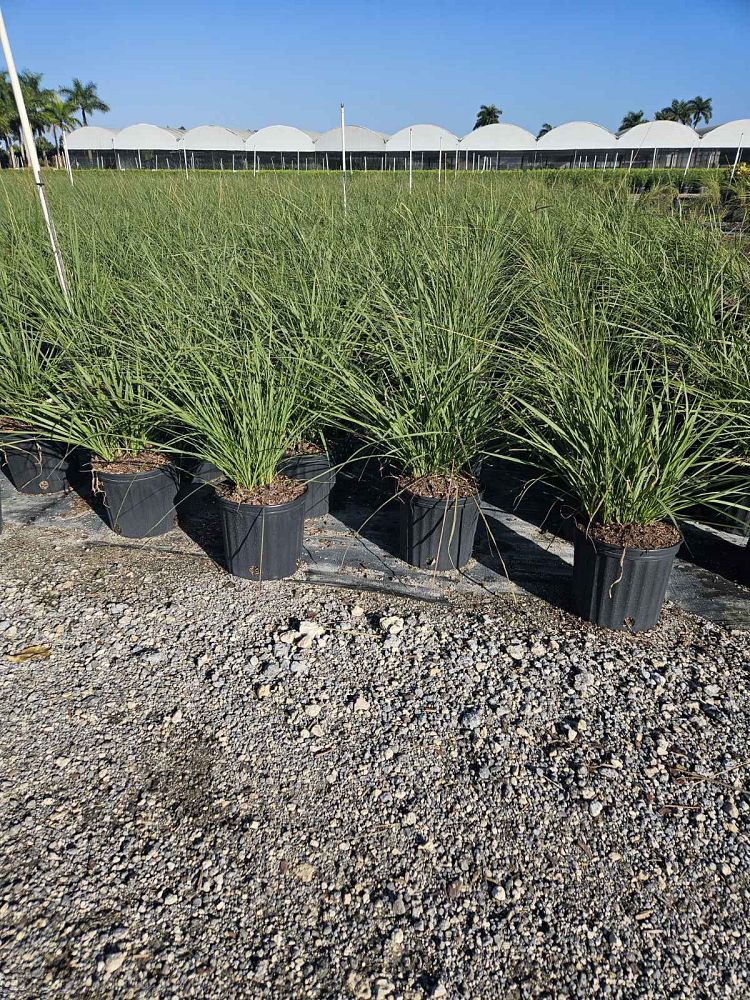 tripsacum-floridana-florida-gama-grass-dwarf-fakahatchee