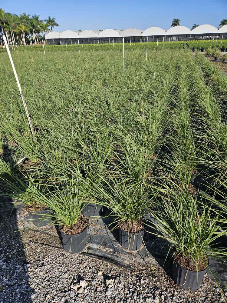 tripsacum-floridana-florida-gama-grass-dwarf-fakahatchee