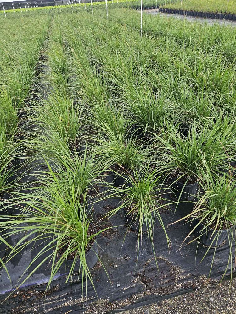 tripsacum-floridana-florida-gama-grass-dwarf-fakahatchee