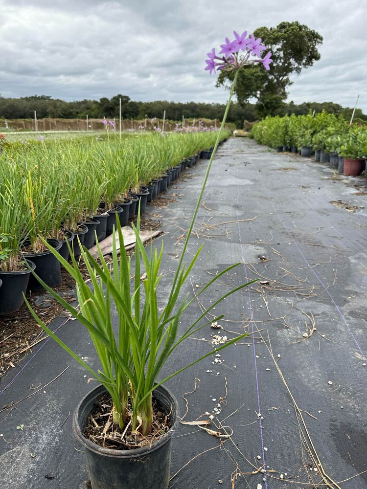 tulbaghia-violacea-society-garlic