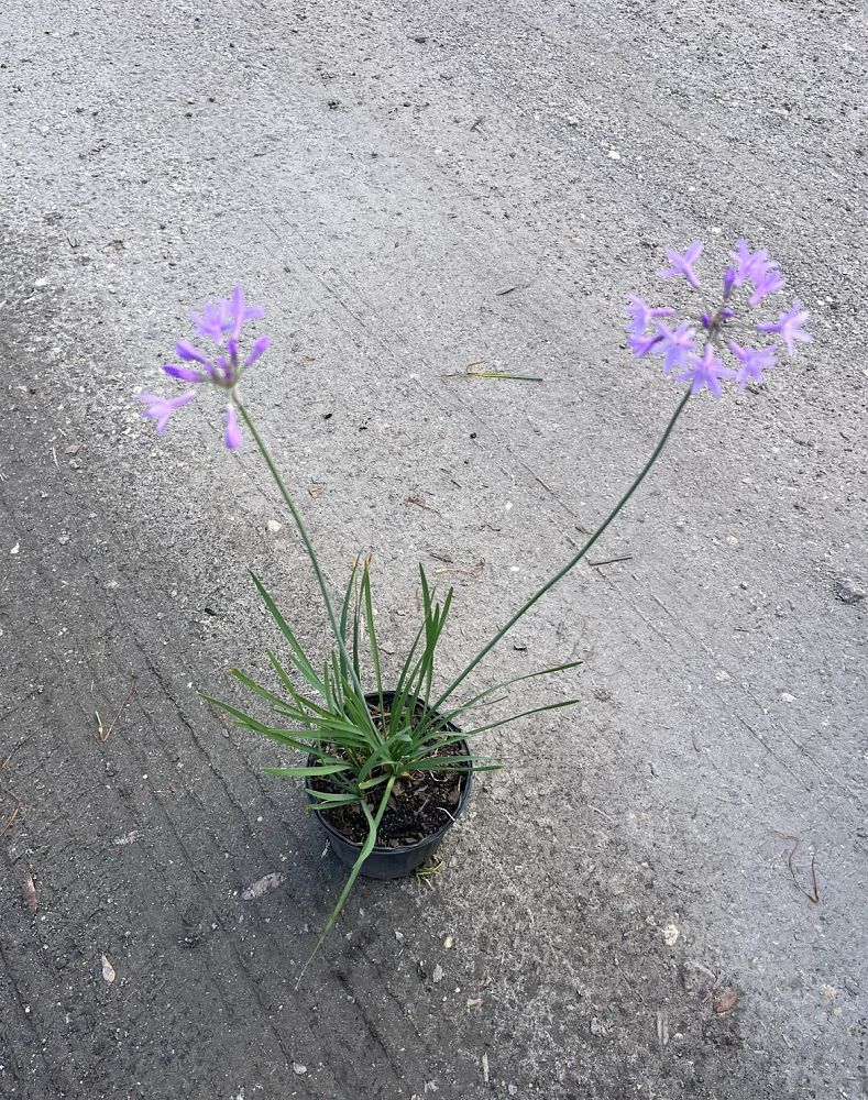 tulbaghia-violacea-society-garlic