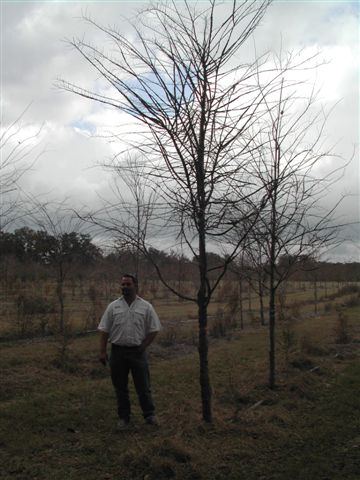 ulmus-alata-winged-elm-kalysta