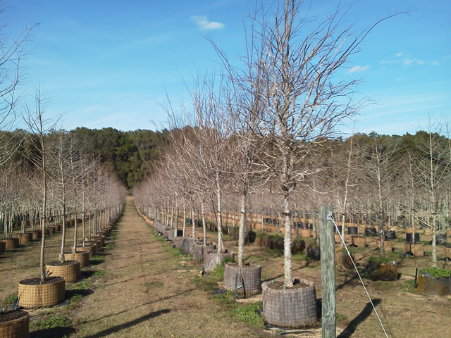 ulmus-alata-winged-elm-kalysta