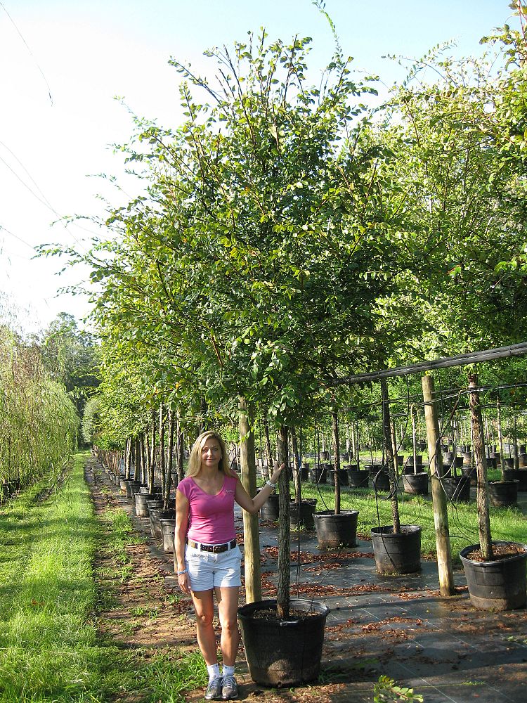 ulmus-alata-winged-elm-kalysta