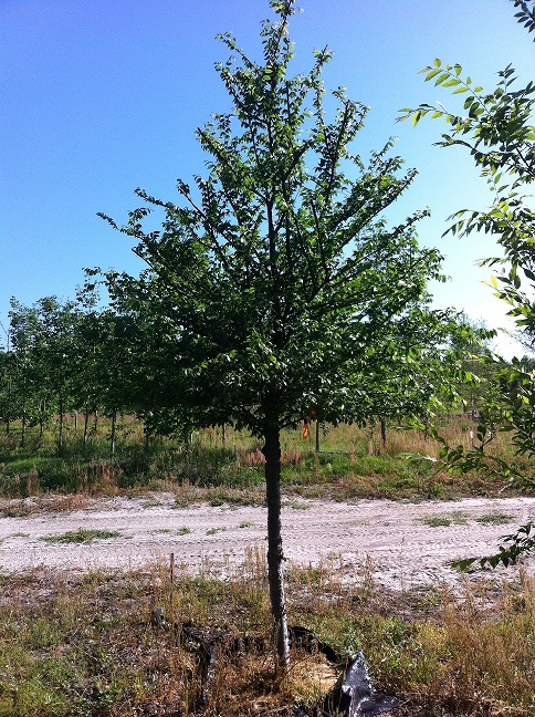 ulmus-alata-winged-elm-kalysta