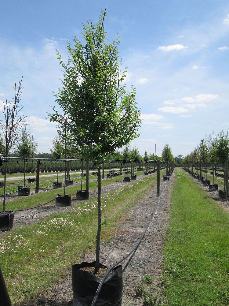 ulmus-alata-winged-elm-kalysta