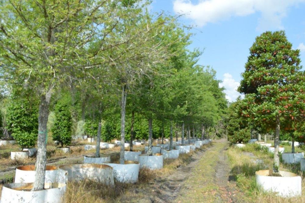 ulmus-alata-winged-elm-kalysta