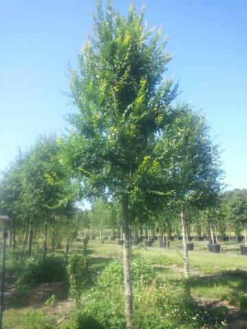 ulmus-alata-winged-elm-kalysta