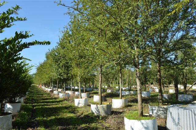 ulmus-alata-winged-elm-kalysta