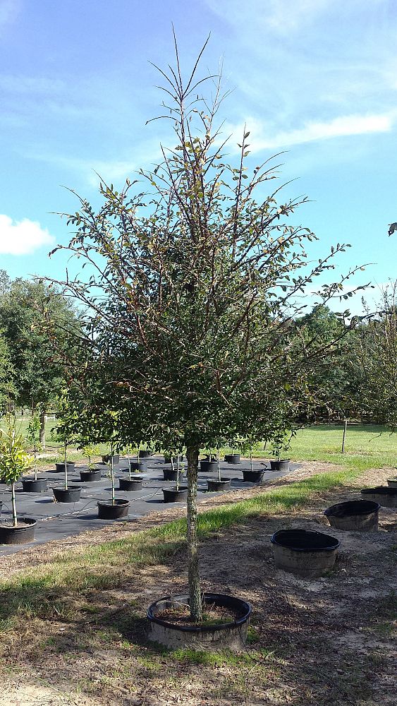 ulmus-alata-winged-elm-kalysta