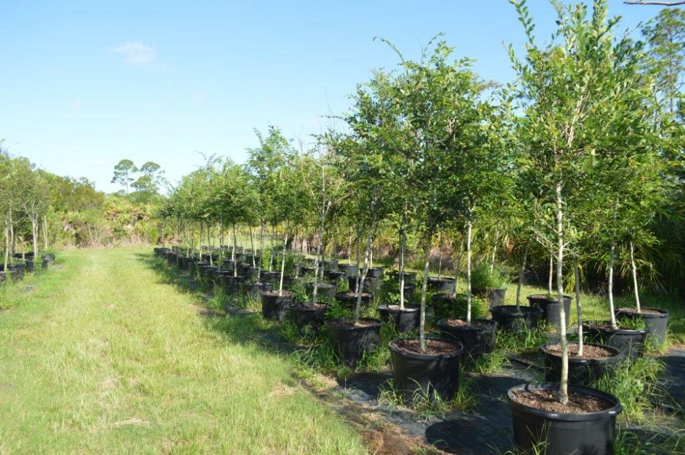 ulmus-alata-winged-elm-kalysta